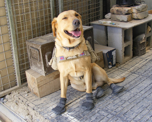 An Arms and Explosives search dog used for detection of IEDs in Afghanistan, 2006