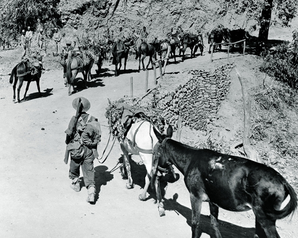 Mule transport on the Ngakyedauk Pass road during the Battle of the Admin Box, February 1944 