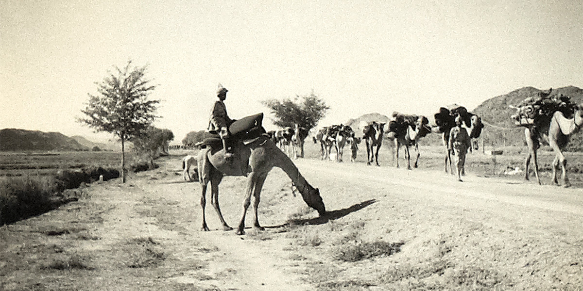 Indian Army pack camels, North West Frontier, 1936