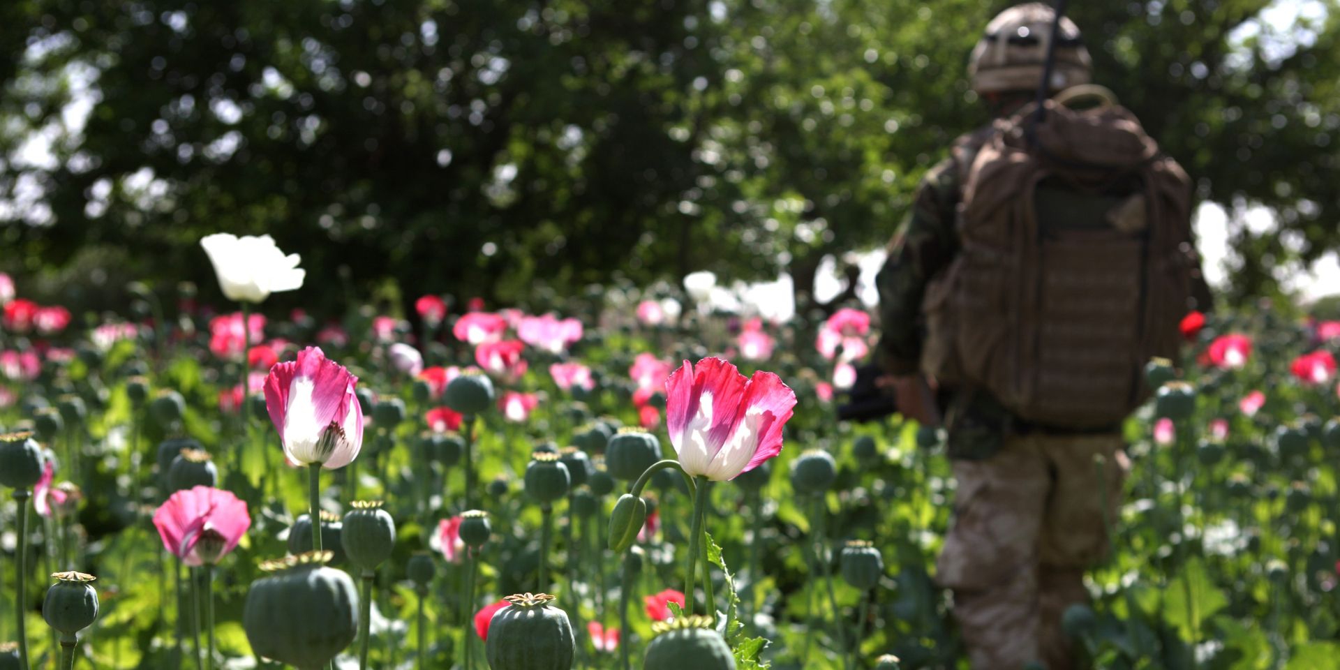 Soldier in Afghan poppy field, 2009